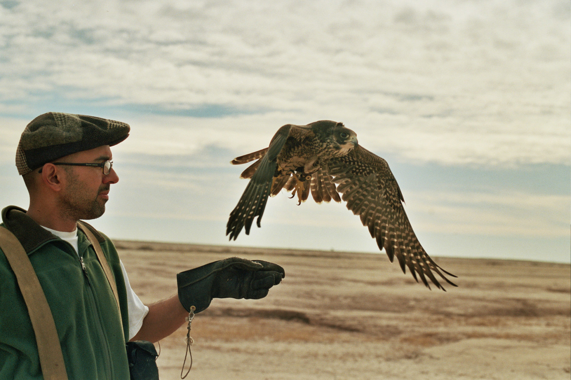 alex_aristei_Falconry_0051