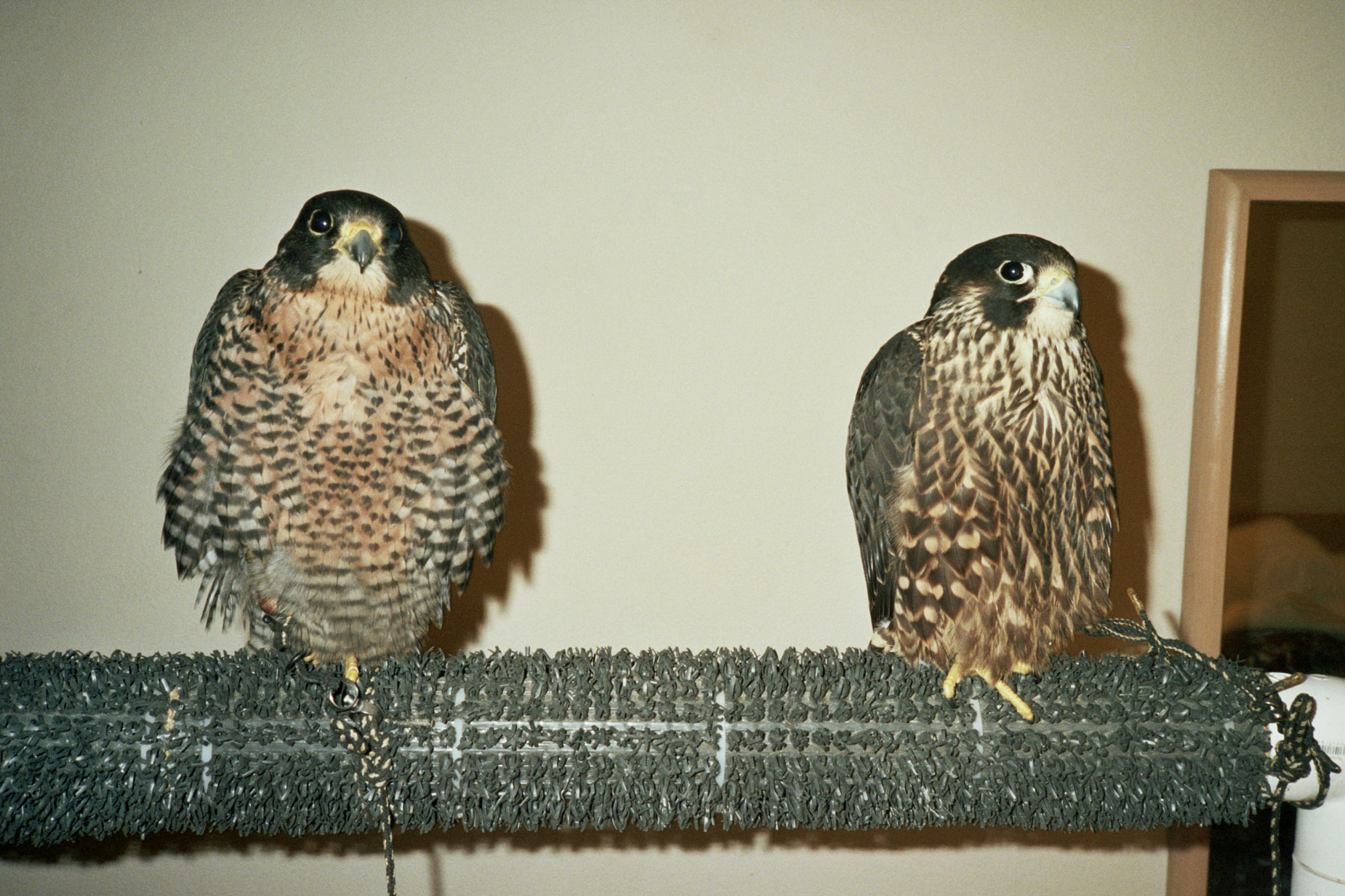 alex_aristei_Falconry_013