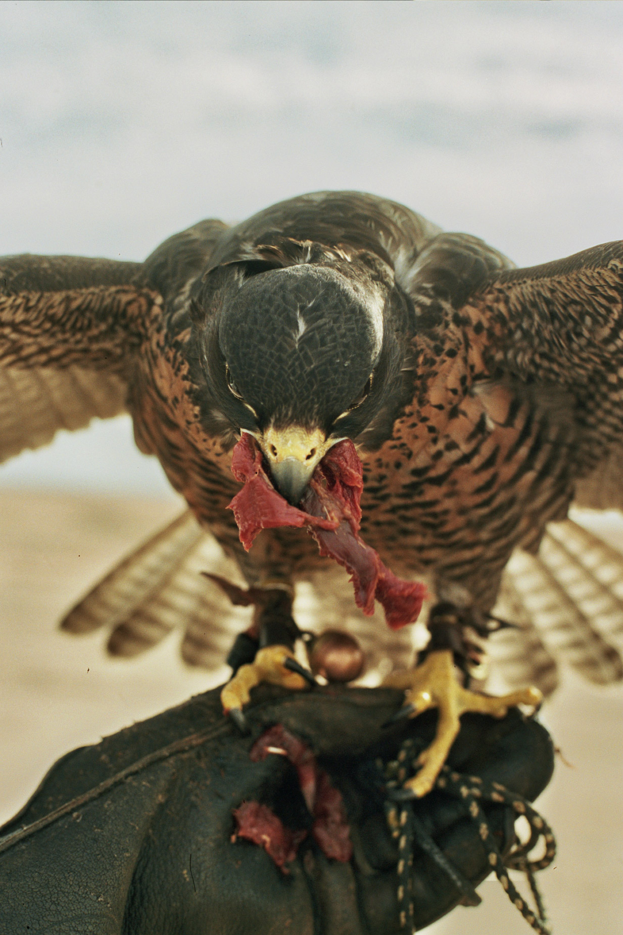 alex_aristei_Falconry_022