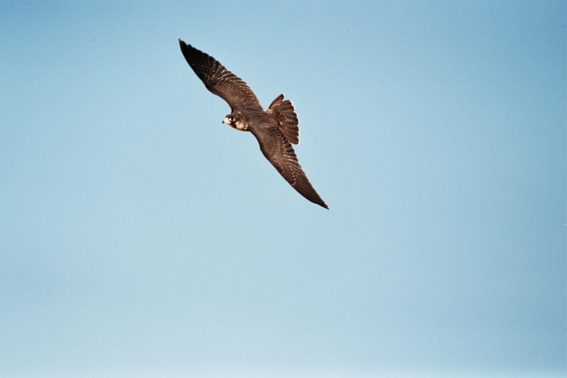 alex_aristei_Falconry_024