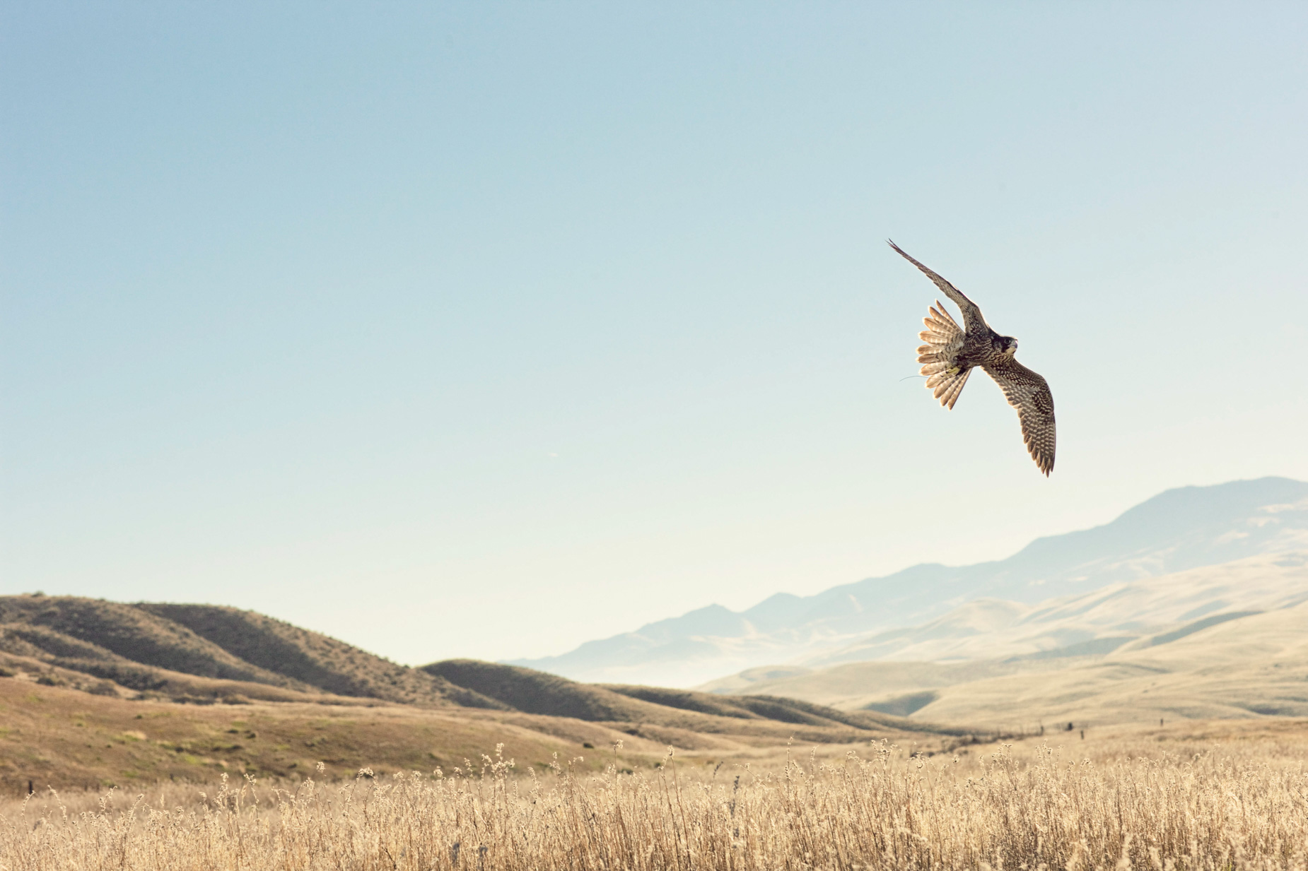 alex_aristei_Falconry_025