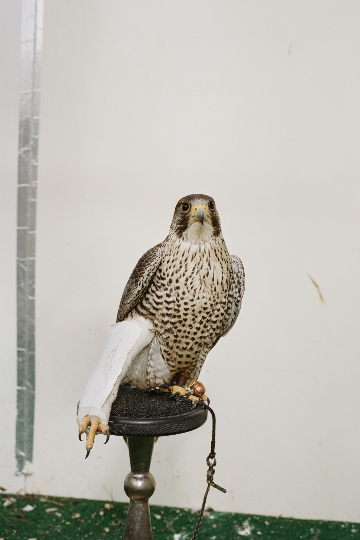 alex_aristei_Falconry_039