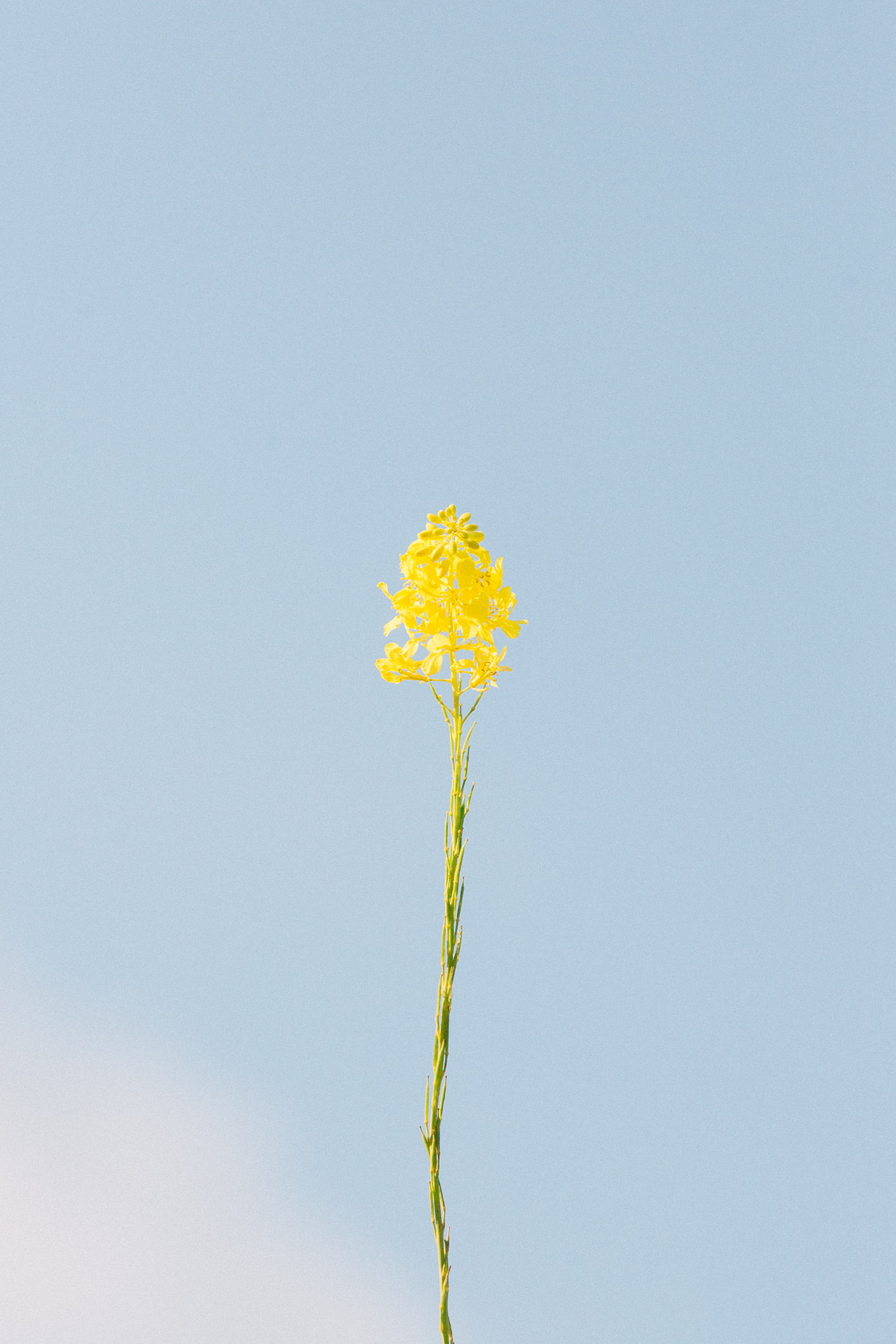 alex_aristei_brassica_026