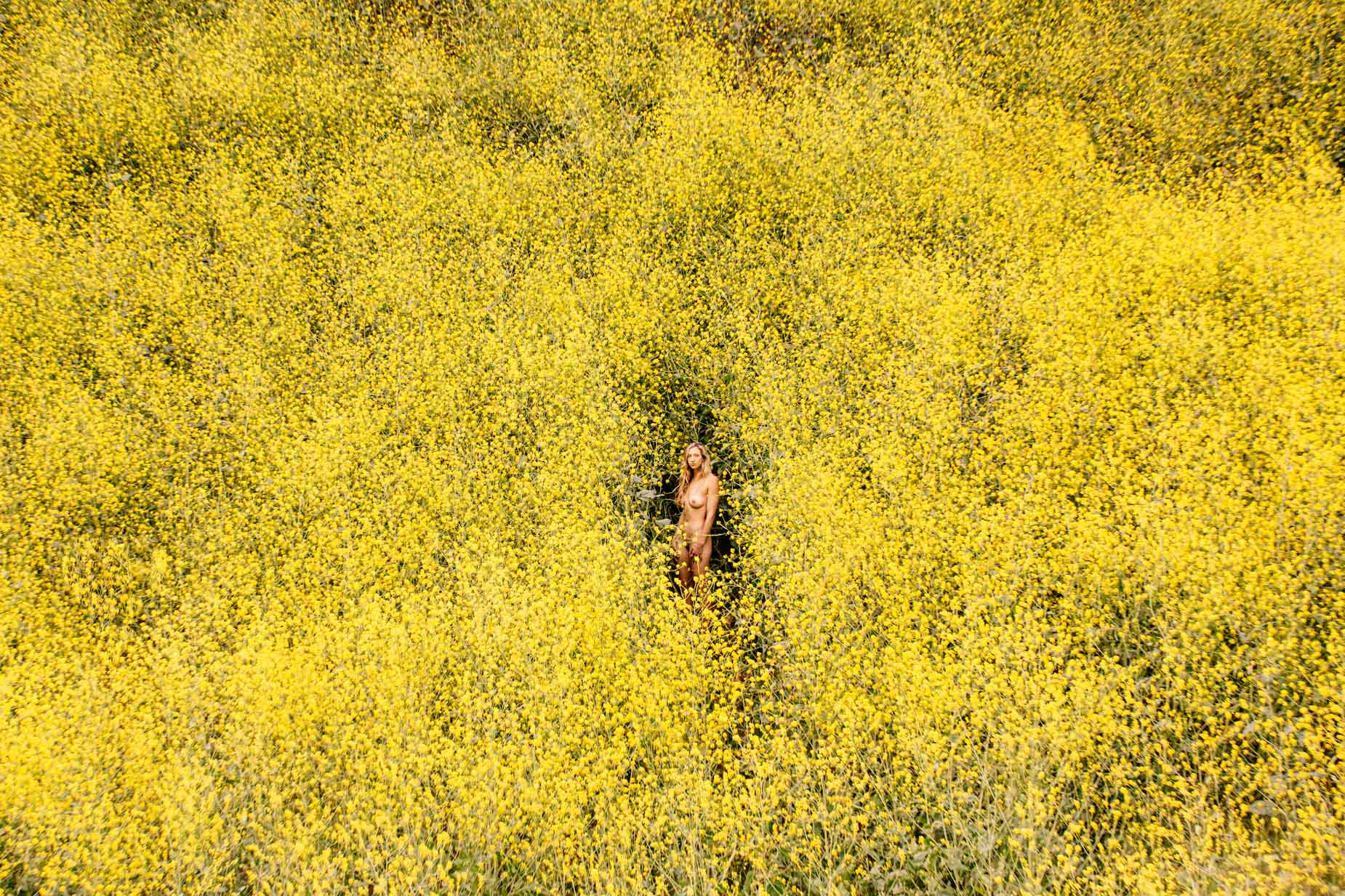 alex_aristei_brassica_029
